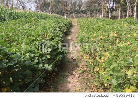 healthy and green colored edamame farm for harvest are cash crops 99589418