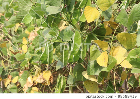 healthy and green colored edamame farm for harvest are cash crops 99589419
