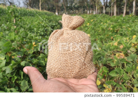 healthy and green colored edamame farm for harvest with money bag are cash crops 99589471