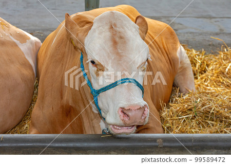 Cow Cattle Farm 99589472