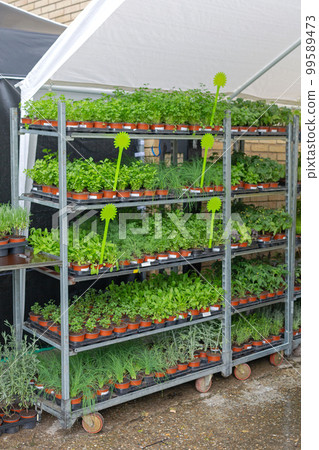 Edible Plants Pots Rack 99589473