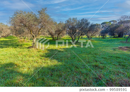 Olive Trees France Olive Trees France 99589591