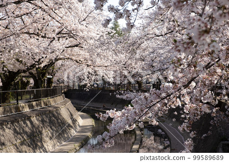 大江川綠道沿線的櫻花樹（愛知縣一宮市） 99589689