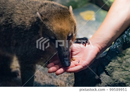 Red Coati at Kaiyukan (Minato Ward, Osaka City, Osaka Prefecture) Red Coati at Kaiyukan (Minato Ward, Osaka City, Osaka Prefecture) 99589951
