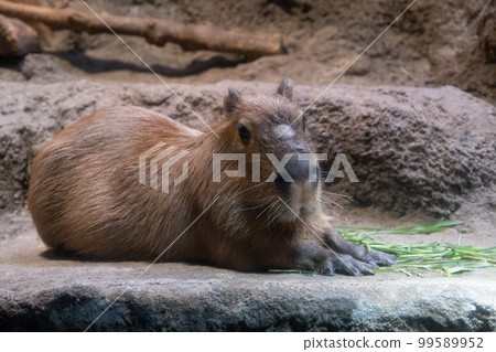 Capybara at Kaiyukan (Minato Ward, Osaka City, Osaka Prefecture) Capybara at Kaiyukan (Minato Ward, Osaka City, Osaka Prefecture) 99589952
