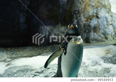 Penguins at Kaiyukan (Minato Ward, Osaka City, Osaka Prefecture) Penguins at Kaiyukan (Minato Ward, Osaka City, Osaka Prefecture) 99589953