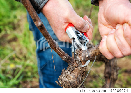Farmer pruning the vine in winter. Agriculture. Farmer pruning the vine in winter. Agriculture. 99589974