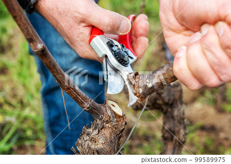 Farmer pruning the vine in winter. Agriculture. Farmer pruning the vine in winter. Agriculture. 99589975