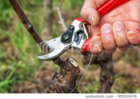 Farmer pruning the vine in winter. Agriculture. Farmer pruning the vine in winter. Agriculture. 99589976