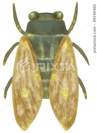 Simple cicada illustration 99590460
