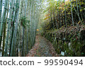 Bamboo Forest 99590494