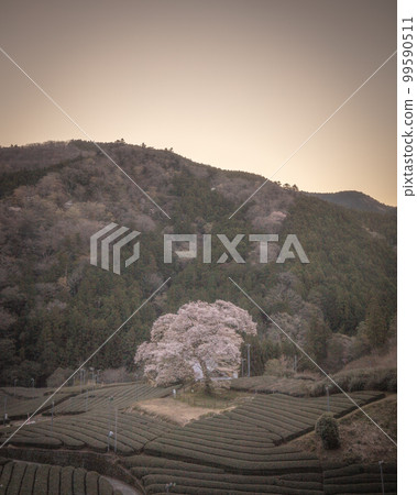 靜岡縣牛代水目櫻 靜岡縣牛代水目櫻 99590511