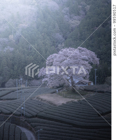 靜岡縣牛代水目櫻 99590517