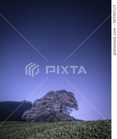 Shizuoka Prefecture Ushiyo Mizume Sakura 99590525