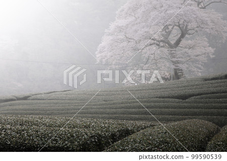 Shizuoka Prefecture Ushiyo Mizume Sakura Shizuoka Prefecture Ushiyo Mizume Sakura 99590539