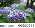 Hydrangea in Tsurumai Park (Showa Ward, Nagoya City, Aichi Prefecture) 99590543