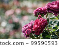 Rose   99590593