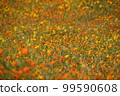 Yellow cosmos 99590608