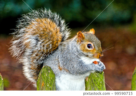 Squirrel eat Squirrel eat 99590715