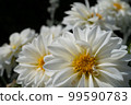 White chrysanthemum flower 99590783