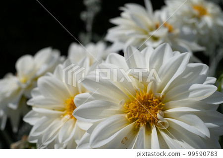White chrysanthemum flower White chrysanthemum flower 99590783