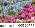 nemophila and azalea 99590788