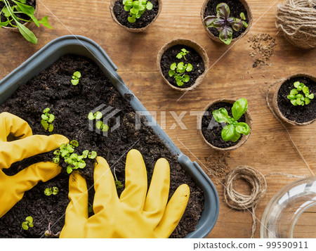 Woman in yellow rubber gloves plants basil seedlings in ground. Top view on wooden table with peat pots, watering can, seeds, gardening tools for horticultural needs. Agriculture. 99590911