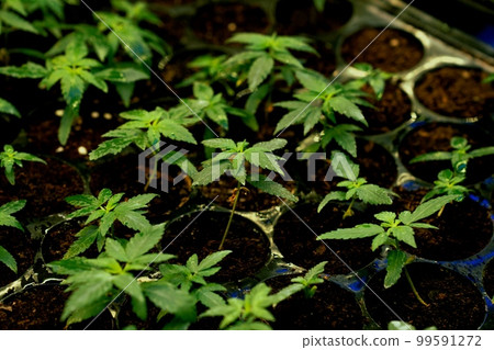 Closeup seedlings, cannabis seedlings in gratifying soil-filled planting tray. Closeup seedlings, cannabis seedlings in gratifying soil-filled planting tray. 99591272