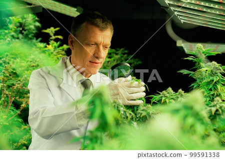Scientist inspects gratifying buds on cannabis plant using magnifying glass. 99591338