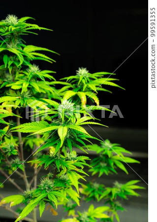 Closeup single cannabis plant with gratifying full grown bud ready for harvested Closeup single cannabis plant with gratifying full grown bud ready for harvested 99591355
