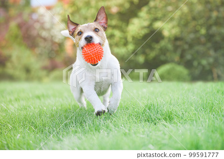 Happy cheerful dog holding toy ball in mouth running and playing on sunny spring day outdoors Happy cheerful dog holding toy ball in mouth running and playing on sunny spring day outdoors 99591777