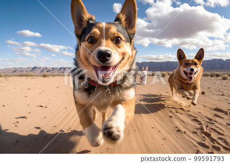 Happy dogs are running towards camera in outdoor activity 99591793