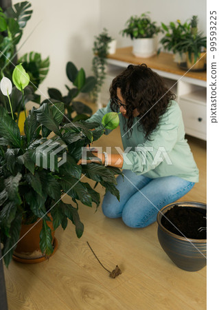 Smiling young woman and pot with plant happy work in indoor garden or cozy home office with different houseplants. Happy millennial female gardener or florist take care of domestic flower Smiling young woman and pot with plant happy work in indoor garden or cozy home office with different houseplants. Happy millennial female gardener or florist take care of domestic flower 99593225