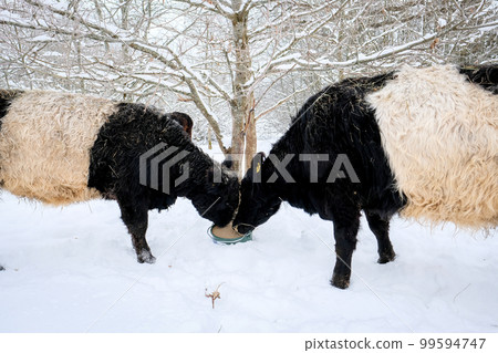 Galloway cattle breed cows in winter. Selective focus Galloway cattle breed cows in winter. Selective focus 99594747