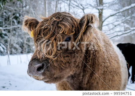 Galloway cattle breed cows in winter. Selective focus Galloway cattle breed cows in winter. Selective focus 99594751