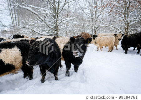 Galloway cattle breed cows in winter. Selective focus 99594761