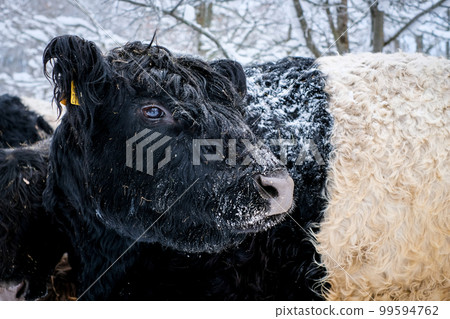 Galloway cattle breed cows in winter. Selective focus 99594762