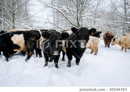 Galloway cattle breed cows in winter. Selective focus 99594763