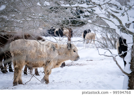 Galloway cattle breed cows in winter. Selective focus Galloway cattle breed cows in winter. Selective focus 99594768