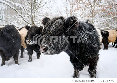 Galloway cattle breed cows in winter. Selective focus Galloway cattle breed cows in winter. Selective focus 99594770