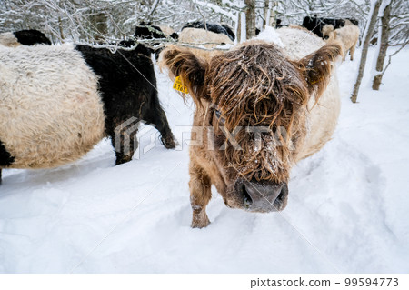 Galloway cattle breed cows in winter. Selective focus 99594773