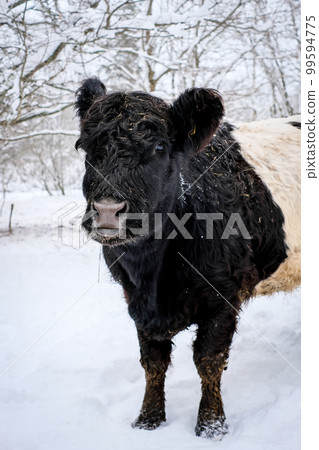Galloway cattle breed cows in winter. Selective focus 99594775