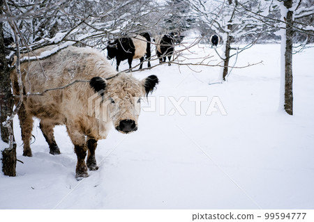 Galloway cattle breed cows in winter. Selective focus 99594777