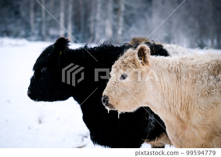 Galloway cattle breed cows in winter. Selective focus 99594779