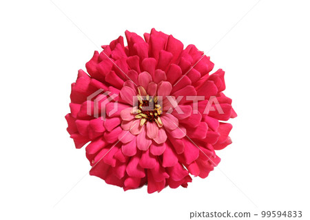 Pink Zinnia Flower Isolated on White Background Pink Zinnia Flower Isolated on White Background 99594833