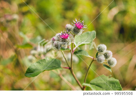 Blooming Arctium lappa or greater burdock, also known as gobo or beggar's buttons. Close up photo of thorny burr or happy major. Blooming Arctium lappa or greater burdock, also known as gobo or beggar's buttons. Close up photo of thorny burr or happy major. 99595508