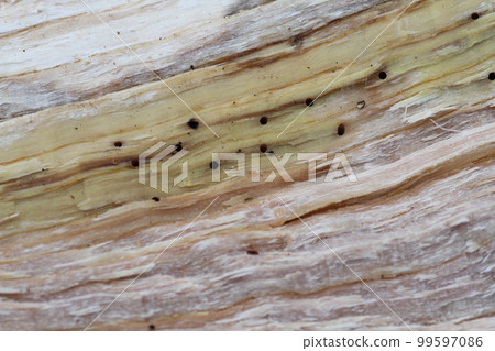 Larvae and burrows of the oak beetle, the cause of oak withering 99597086