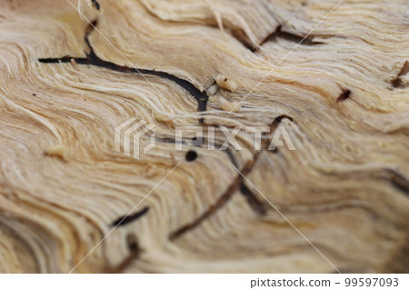 Larvae and burrows of the oak beetle, the cause of oak withering 99597093