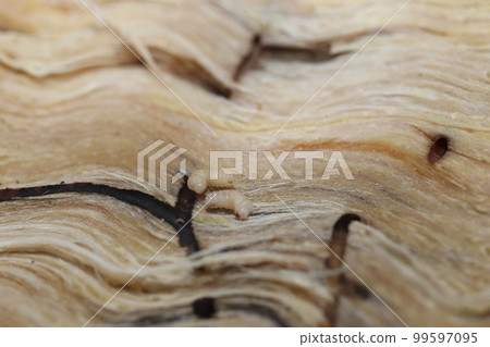 Larvae and burrows of the oak beetle, the cause of oak withering 99597095