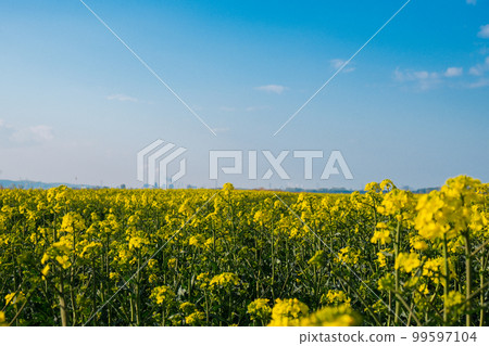 Gorgeous yellow canola field blooming rapeseed farm backlit with sunset light. Big agricultural field planted with numerous yellow flowers of field mustard blossoming in springtime. Rapeseed oil in 99597104